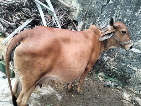 ગાય અને વોડકી બેય સાથે દેવાની છે