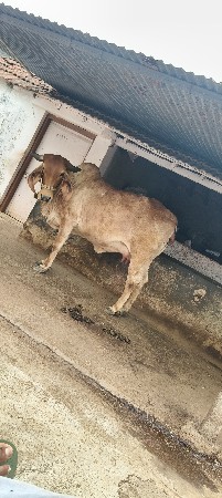 ગાય વેચવાની છે