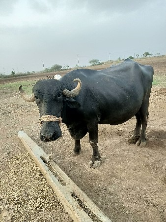 20 દિવસ ની કાચી છે