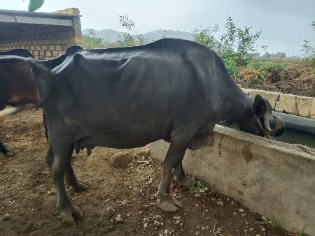 ભેંસ વેચવાની છે