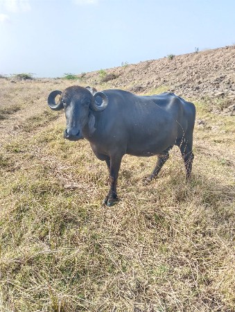 પેલુ વેતર ખડેલી વેચવાની છે
