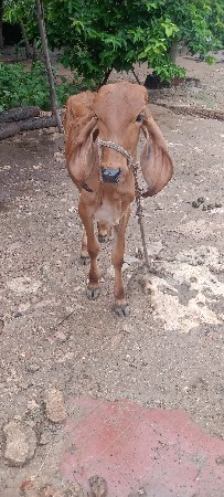 ગિર વાછડી વેચવાની છે