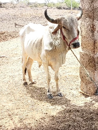 ગોઢલા વેચવાના છે