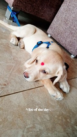 labra female