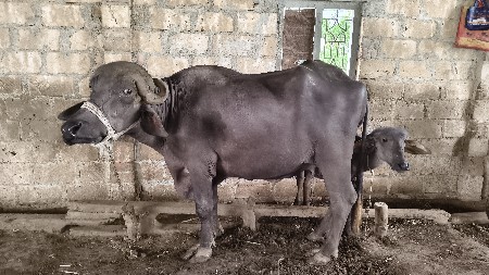ભેંસ વેચવાની છે