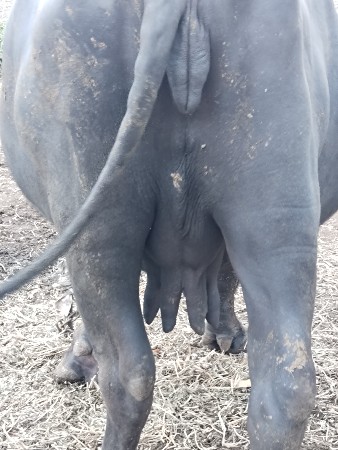 ભેંશ