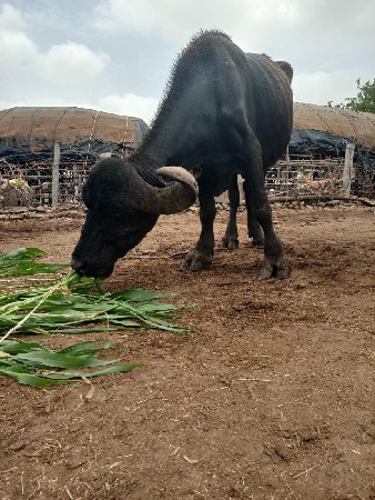 ભેંશ,વેચવછે,ઉંચાઈ,લંબાઈ,પુરી,