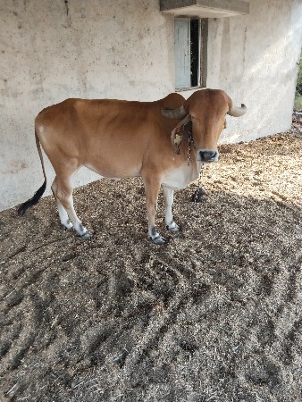 वासडी वेसवानीसे