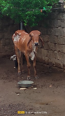 બે વર્ષની