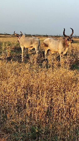 2 ધર વાવી