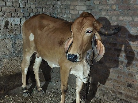 ઓડકી વેચવા ની સે