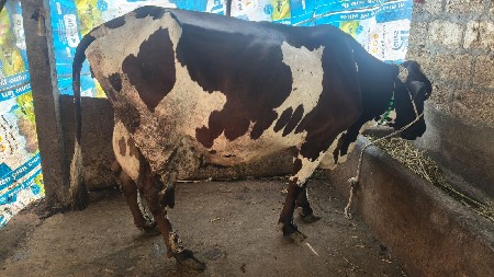 Hf ક્રોસ