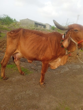 ગાય વેચવાની છે