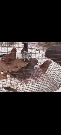 કબૂતર વેચવાના છે