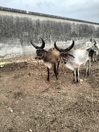 શિવ શહેર