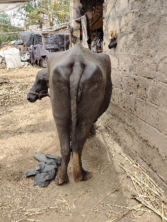 આઠ મહિના  એકટાણી  દવા દેશી