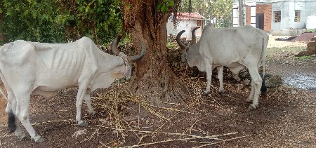 વઢીયારા