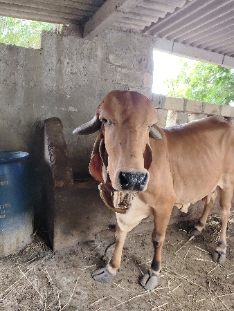 ગાય વેચવાની છે