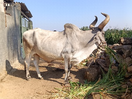 બળદ વેચવા નો સે