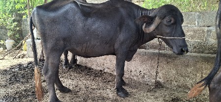 ખડેલી વેસવાની સે
