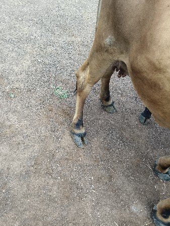ગાભણી સે એક મહીના કાશી સે