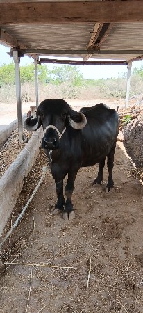 પેલું વેતર છે.