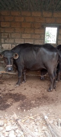 ખડેલ ધીરુ વેચવા નીછે
