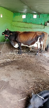 બે ગાય વેસવા ની સે