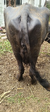 9737750293
