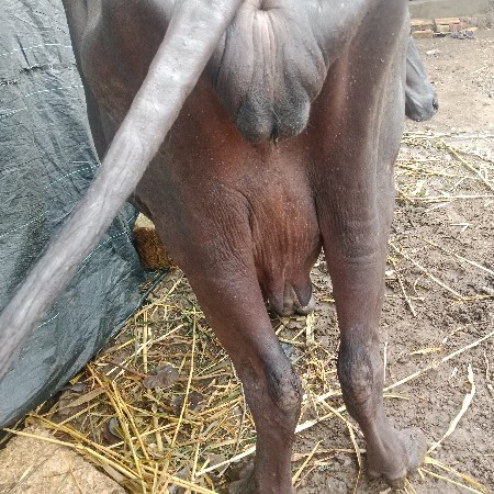 પેલા વેતર  ખડેલી વેચવાનું છે