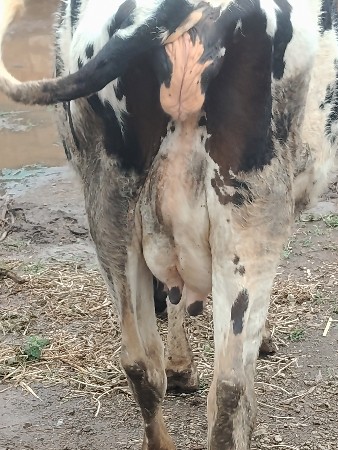 જર્સી ગાય વેચવાની છે