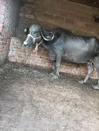 બે  ભેંસ વેચવાની છે