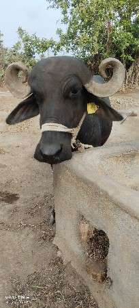 2વેતર વીયાશે