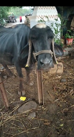 વેચવાની છે