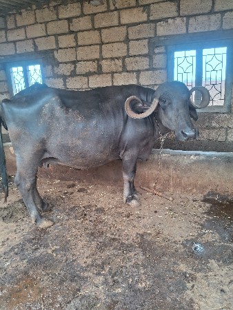 ભેસ