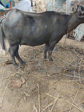 15 20 દિવસની કાચી છે