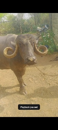 ત્રીજું વેતર ભેંસ વેચવાની છે