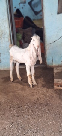 1 mel 2 femal high breed mel
