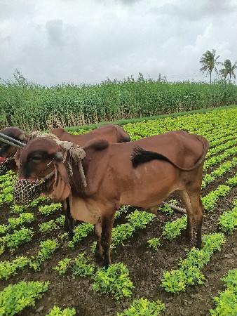 ગોધલા