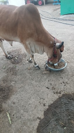 gay  dudh 3.5 litar