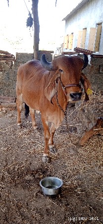 ગાય વેચવાની છે