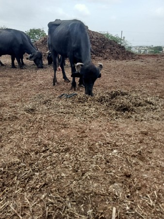 તન ખડેલા વેચવાના છે
