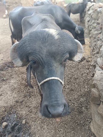 આ પાડો વેચવાનો છે