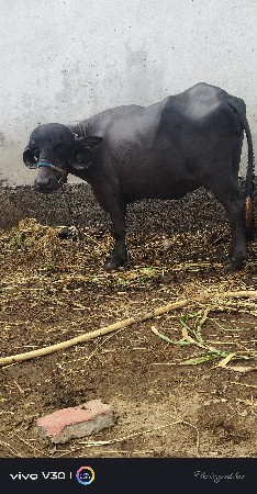 ખળેલિ વેચવાની છે