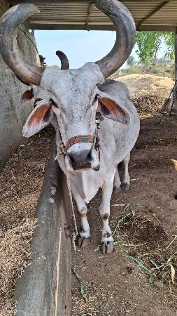 3 ધરના બડદ
