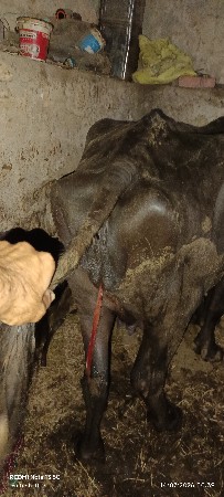 khadeli vechava ni chhe 1 vetar