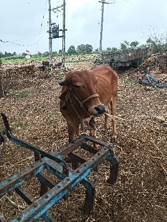 ગાય વેચવાની છે પેલૂ વેતર