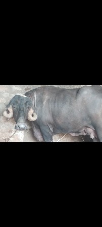 વેચવાની છે 6 મહિનાની ગાભણ