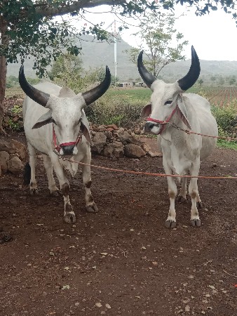 ગોંઢલા વેશવા