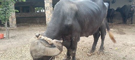 ભેંસ વેચવાની છે